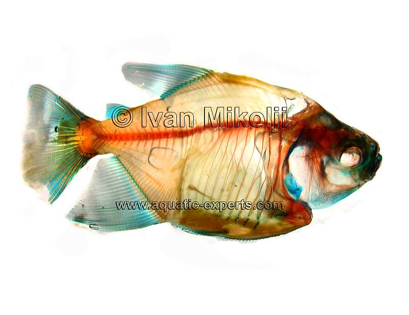 transparencias de peces